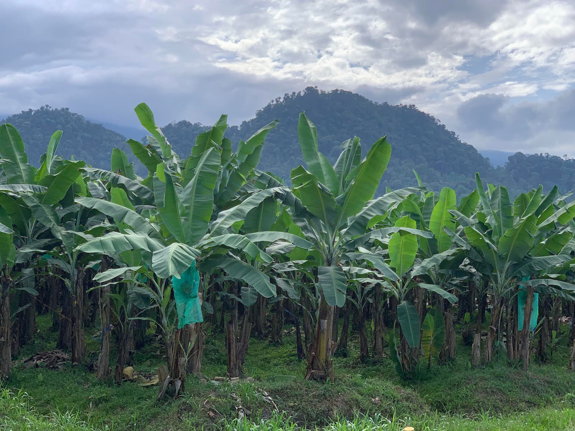Ecuador banana plantations and a clean environment Tip2Top