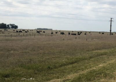 Cattle on the pampas. Photograph: Peter Murtagh