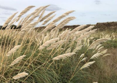 Wild pampas grass. . . and not a bungalow in site.