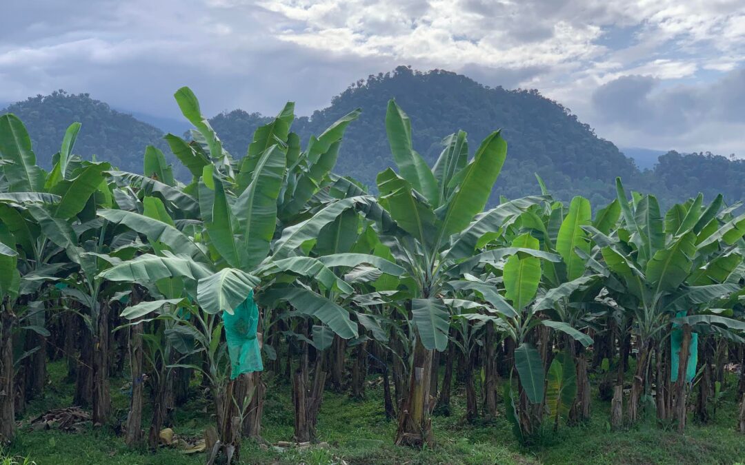 Ecuador — banana plantations and a clean environment