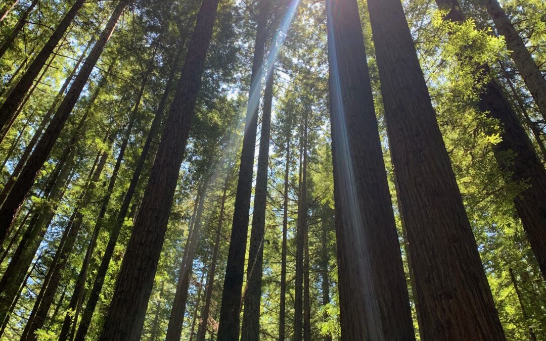 California’s redwoods are like cathedrals of nature