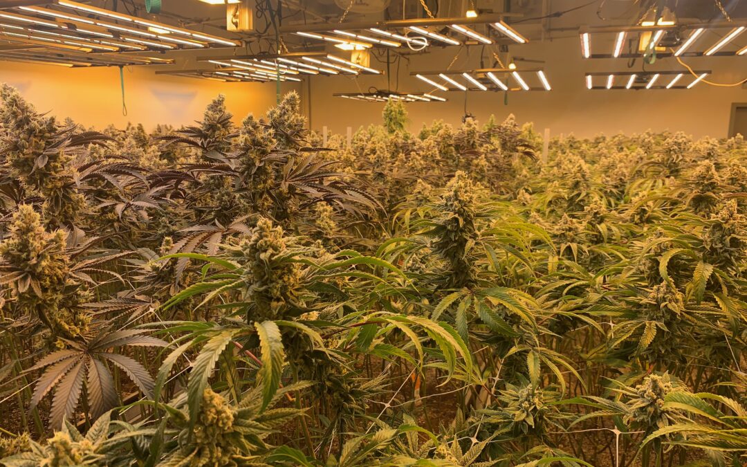 Inside British Columbia’s burgeoning cannabis industry